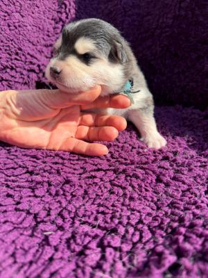 images/J-Wurf/Joy Fleming/998c61b-6ffa-4e71-9756-381d199d6e7d.jpg